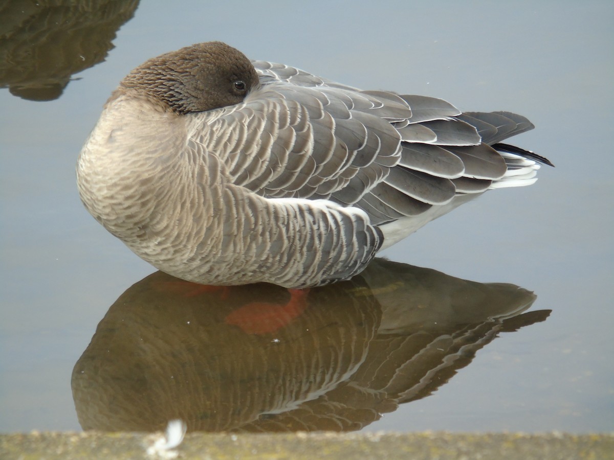 Pink-footed Goose - ML313610061