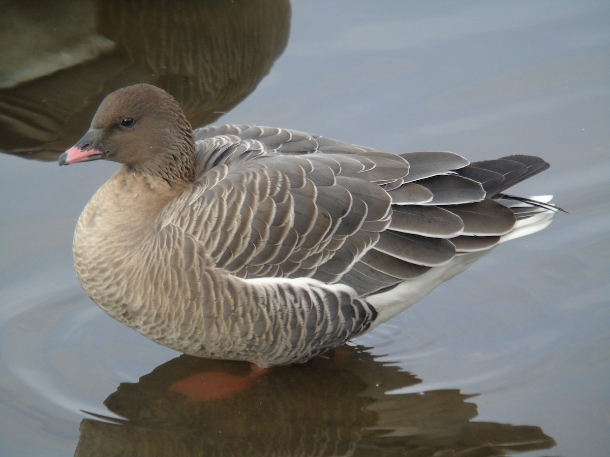 Pink-footed Goose - ML313610071