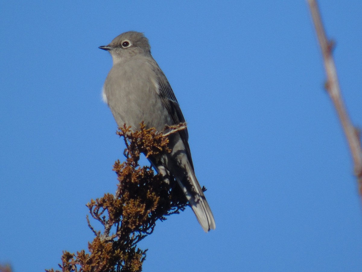 Townsend's Solitaire - ML313610991