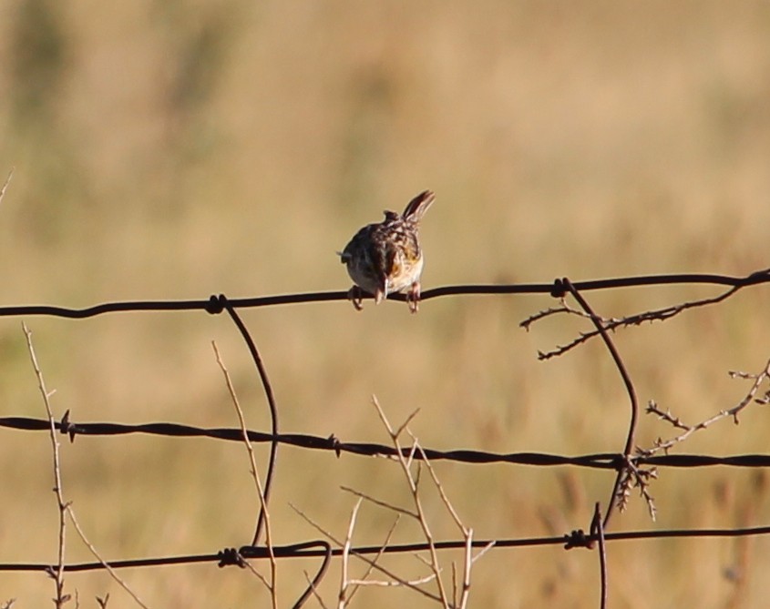 Grasshopper Sparrow - ML31361131