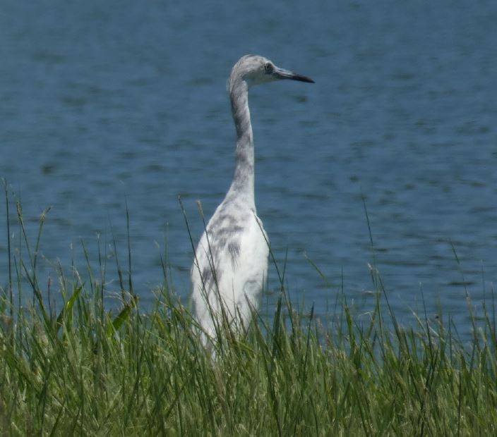 Little Blue Heron - ML313611721