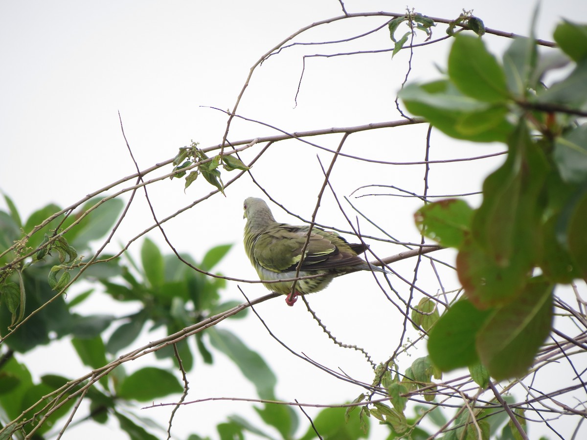 Orange-breasted Green-Pigeon - Abdul Raheem Munderi