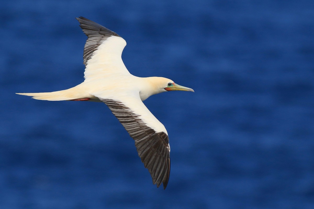 Red-footed Booby - ML313612151