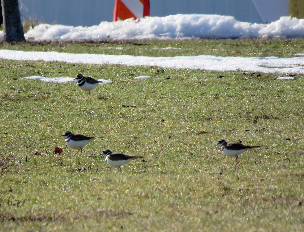 Killdeer - ML313612271