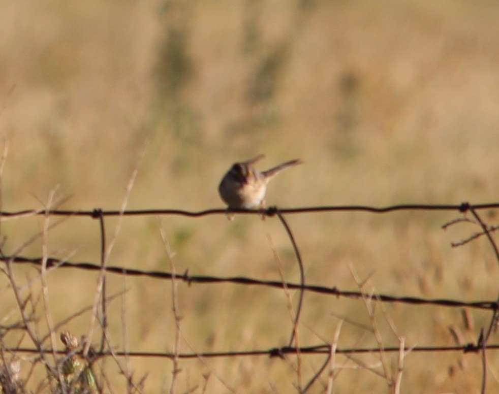 Grasshopper Sparrow - ML31361321