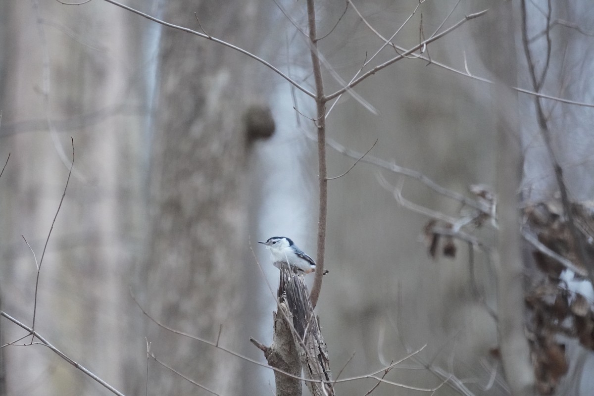 White-breasted Nuthatch - ML313614431