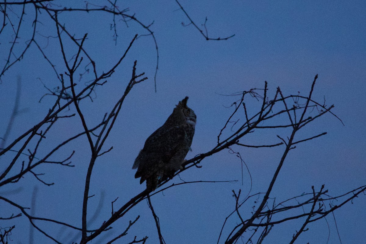 Great Horned Owl - Brian Storey