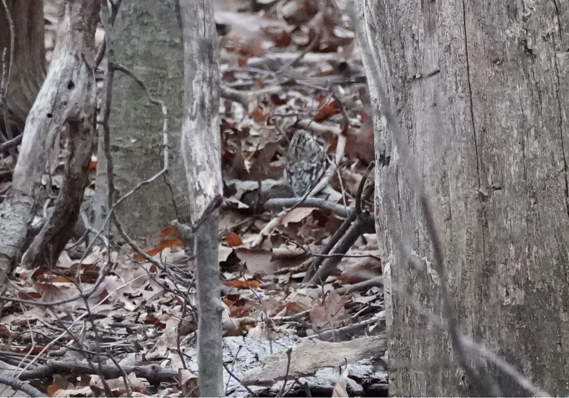 Brown Creeper - ML313615251