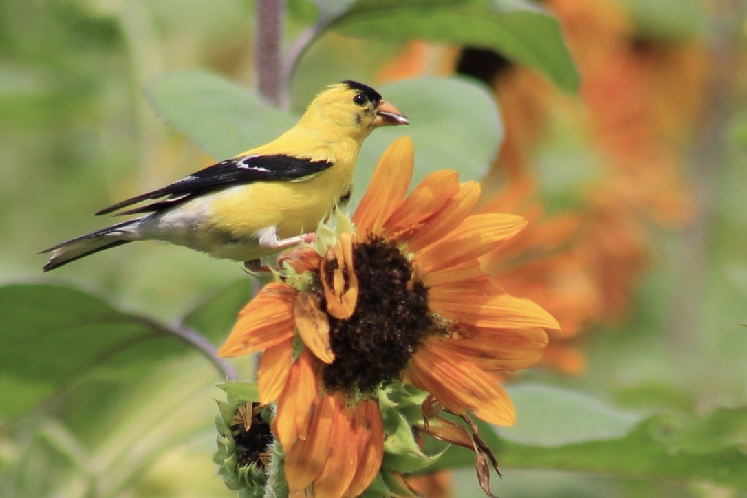 American Goldfinch - ML313615261