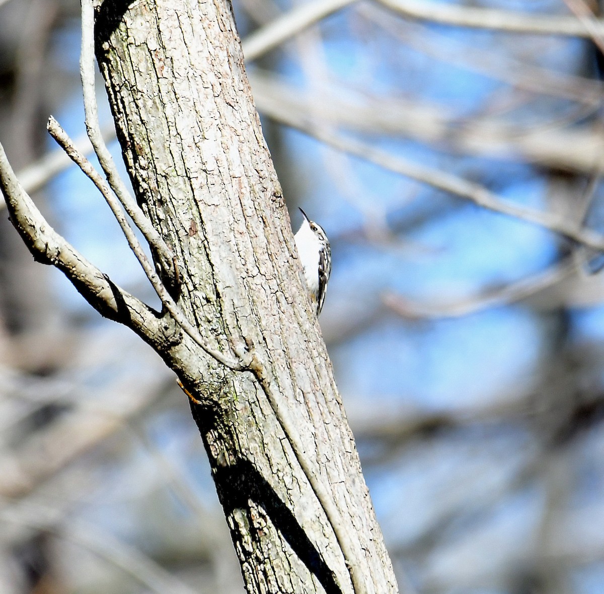 Brown Creeper - ML313615941