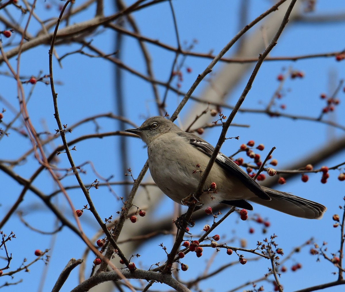 Northern Mockingbird - ML313616101