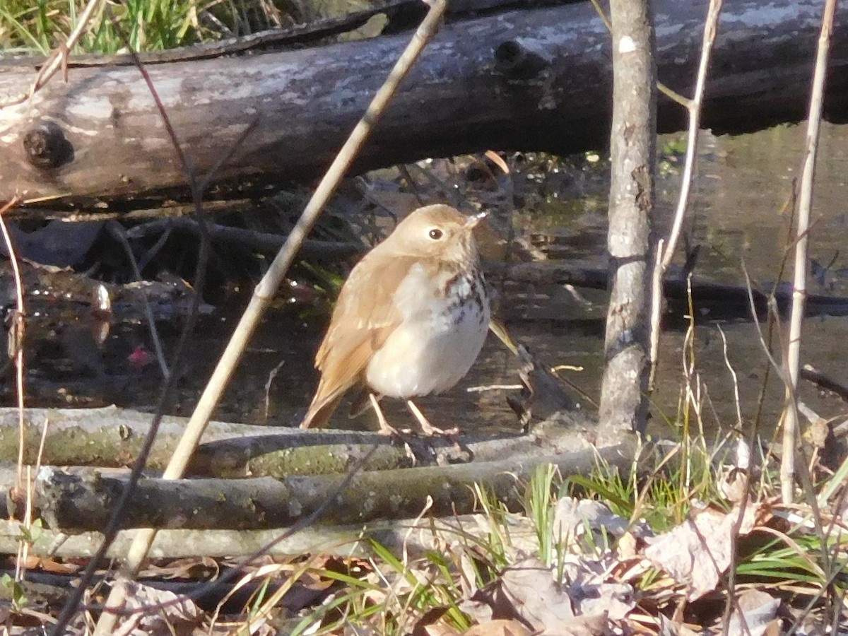 Hermit Thrush - ML313617391