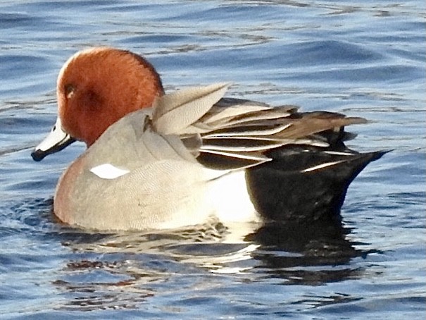 Eurasian Wigeon - Mike Wilper