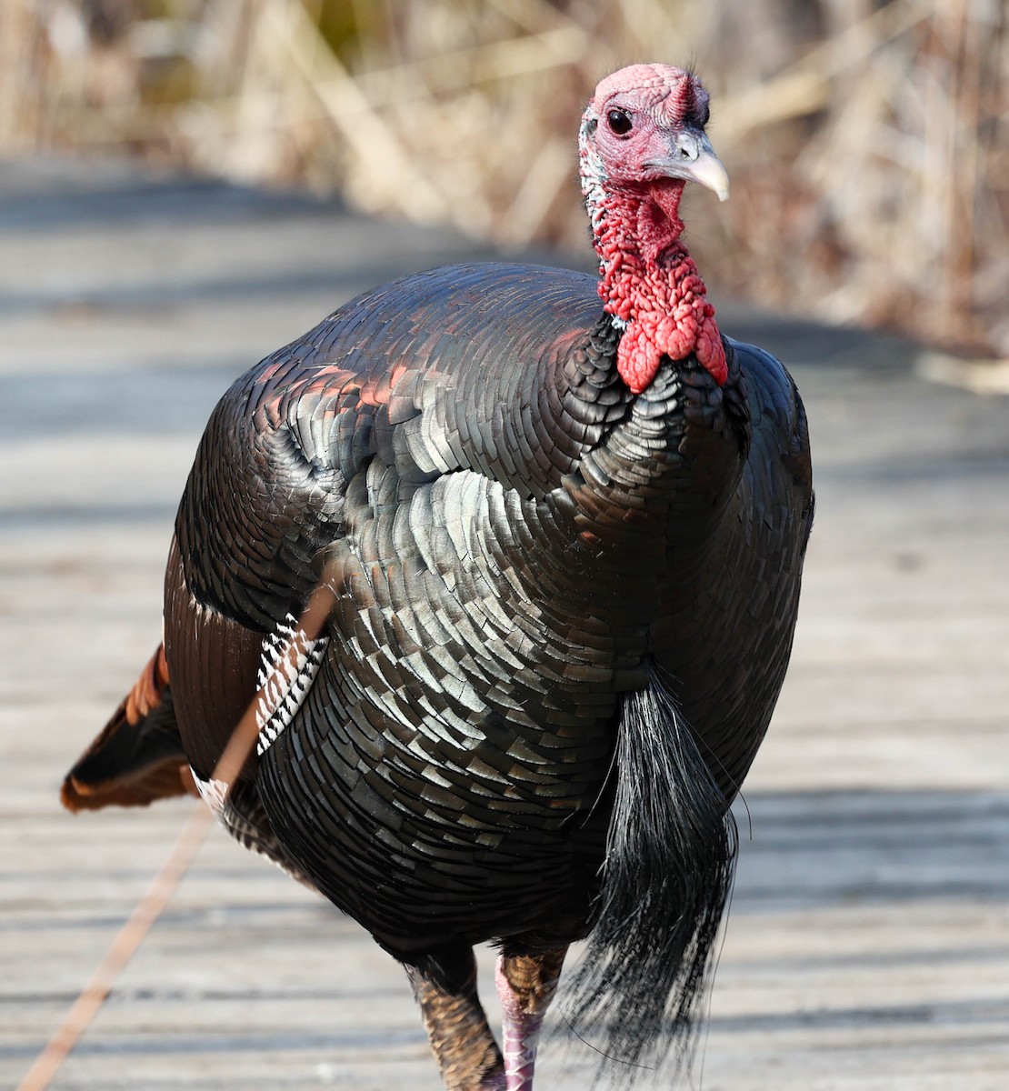 Wild Turkey - Robert Bochenek