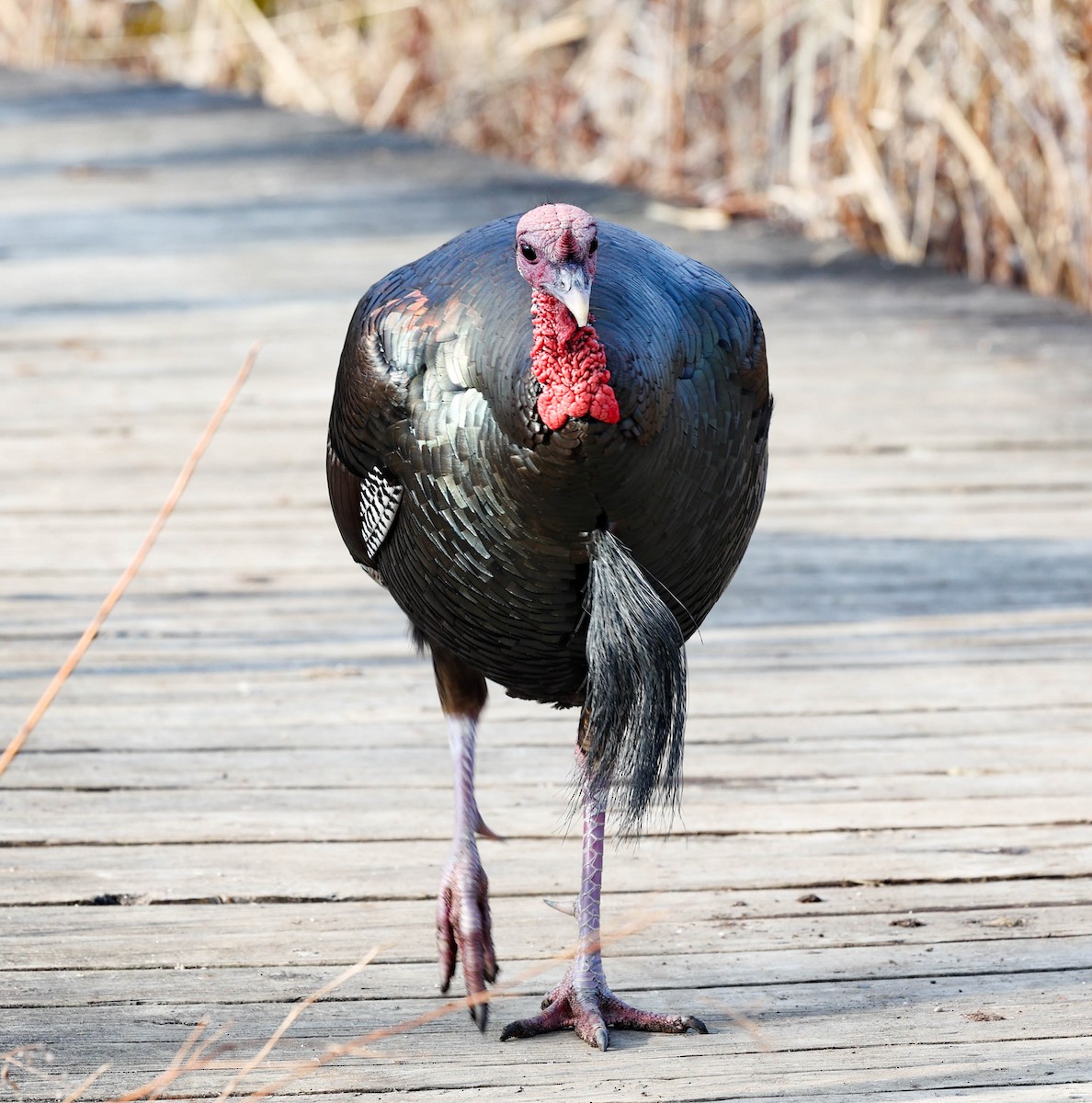 Wild Turkey - Robert Bochenek