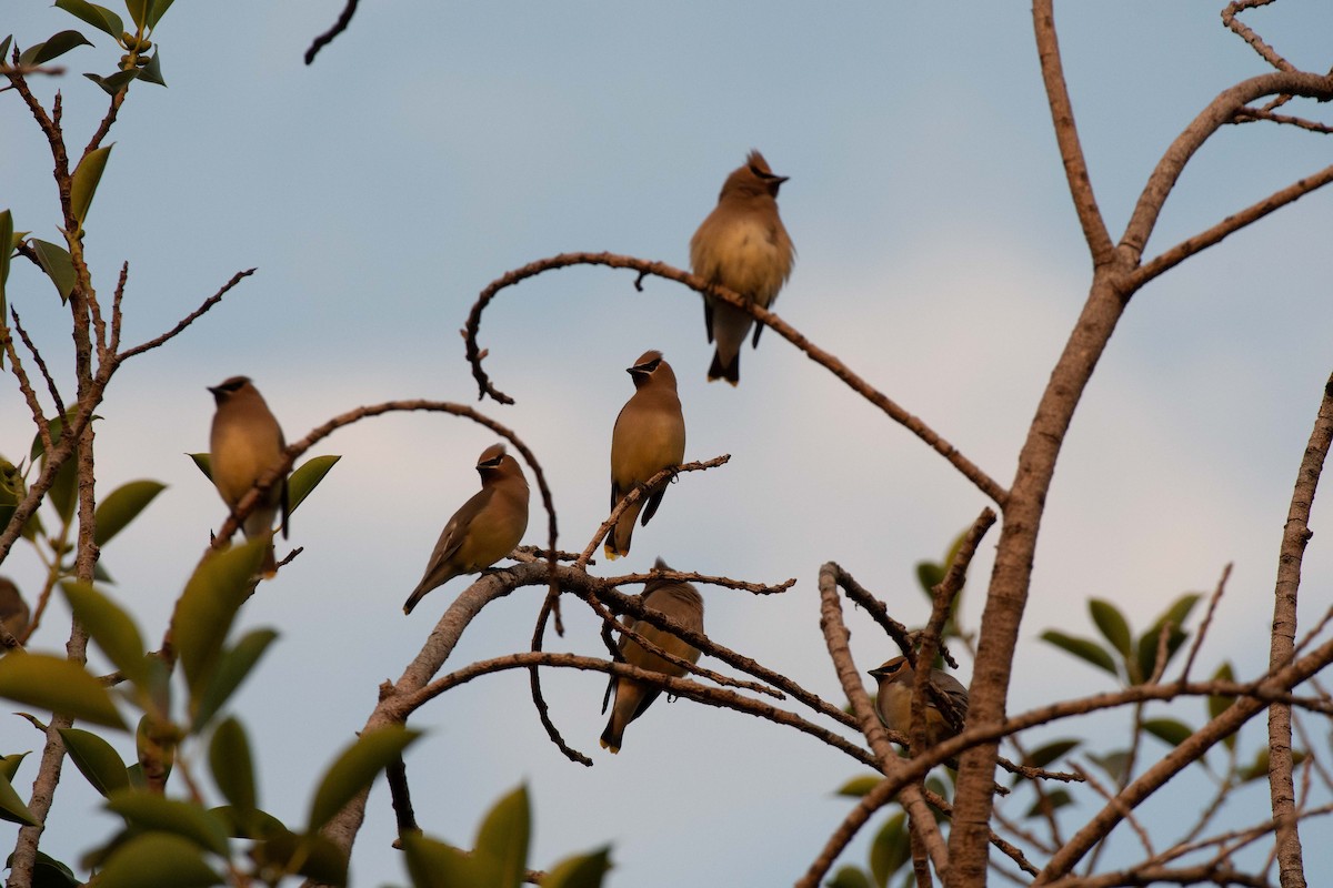 Cedar Waxwing - ML313620251