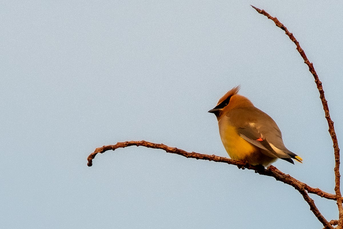 Cedar Waxwing - German Garcia