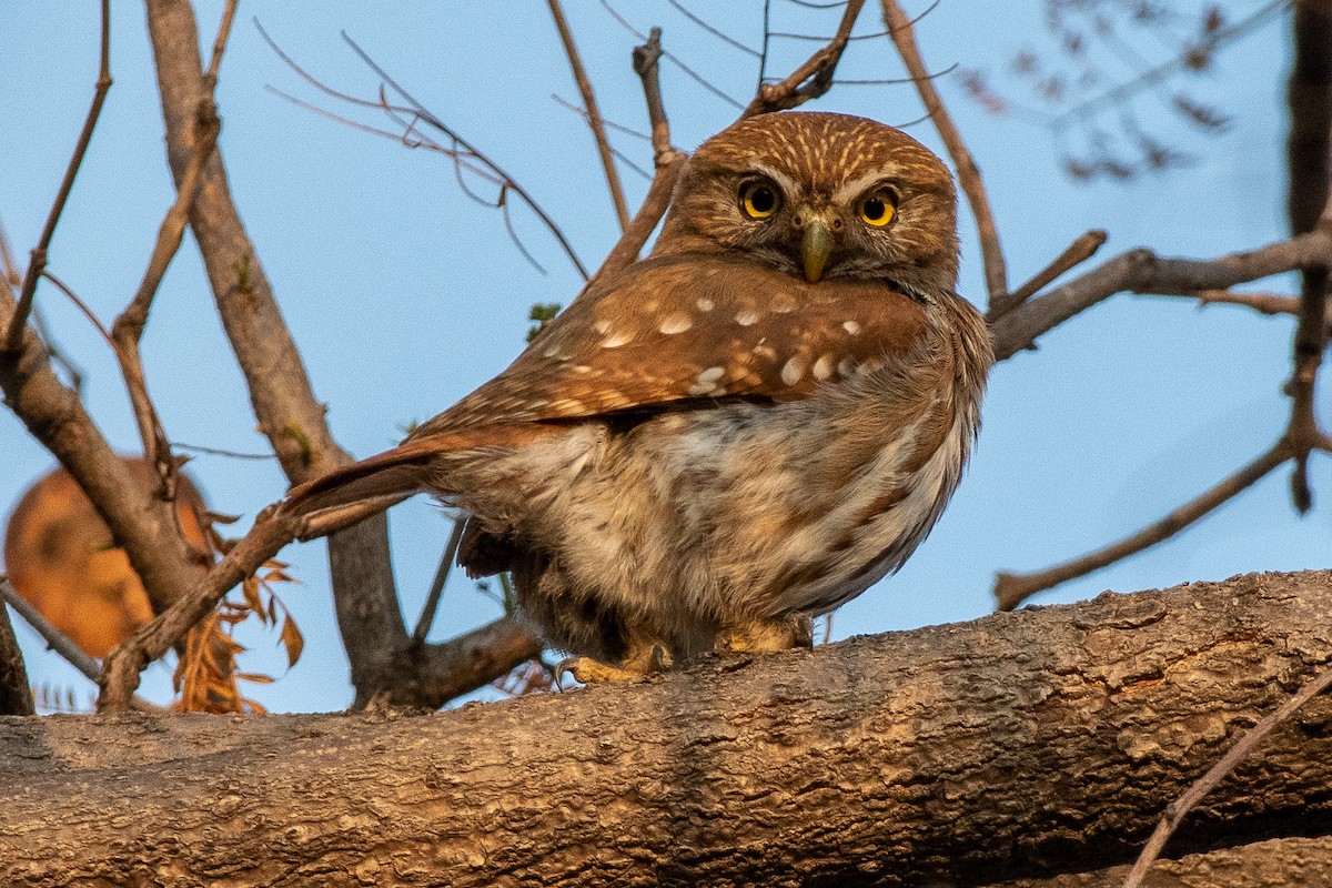 Ferruginous Pygmy-Owl - German Garcia