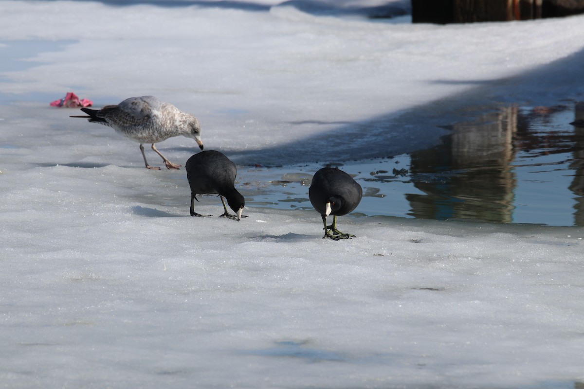 American Coot - ML313623951