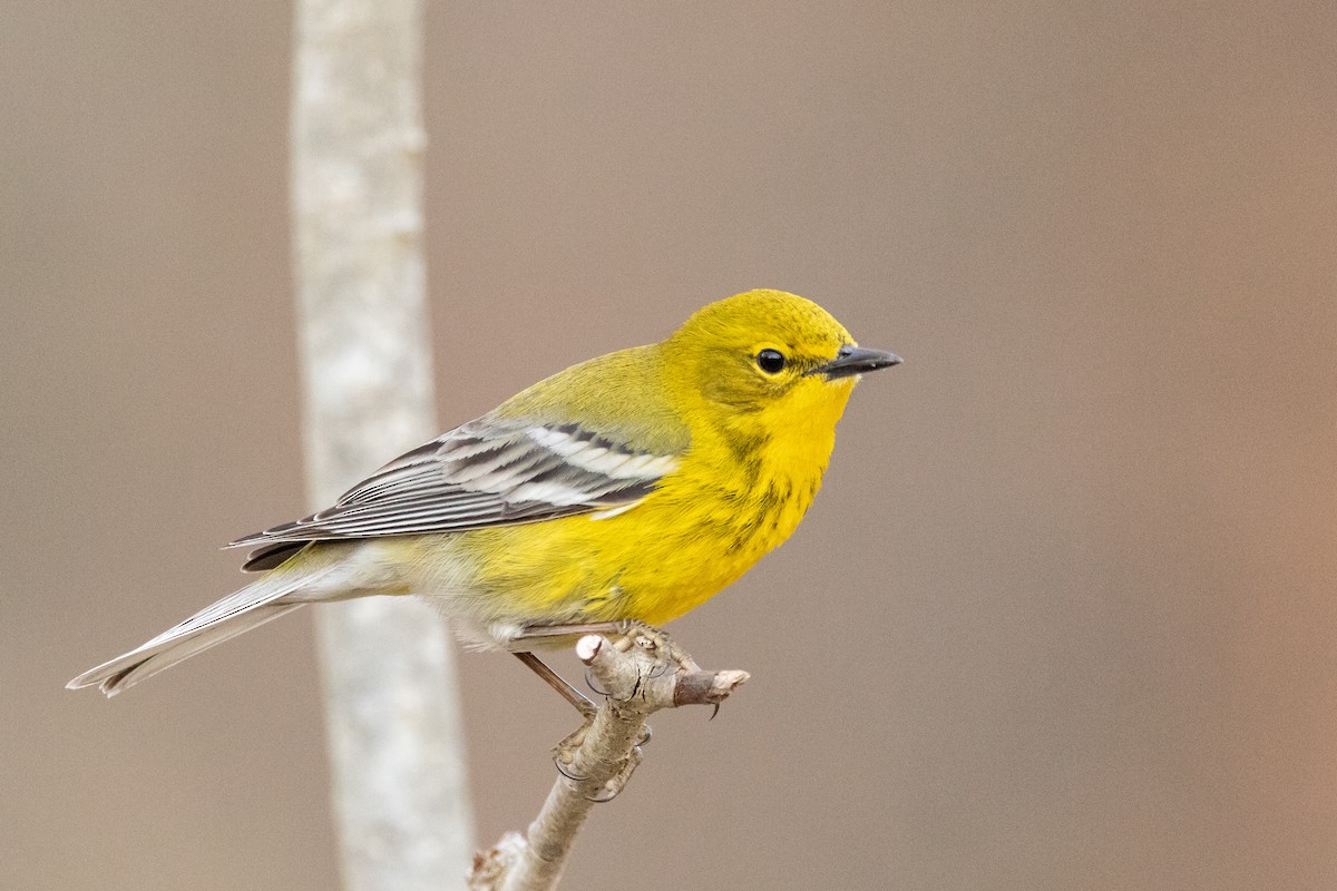 Pine Warbler - ML313624481