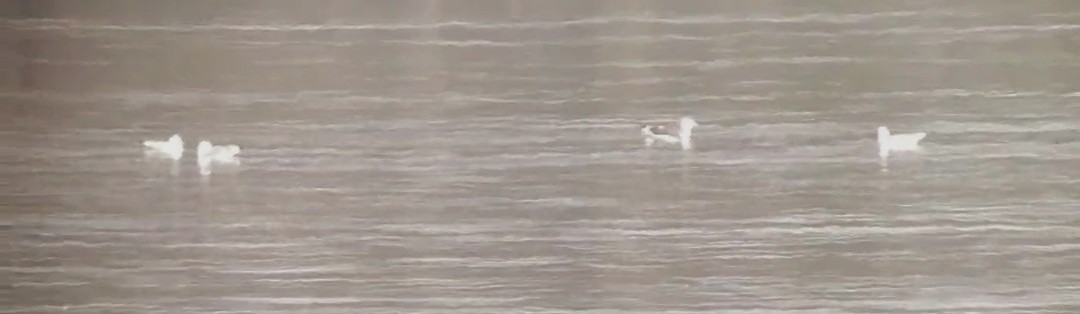 Lesser Black-backed Gull - ML313625201