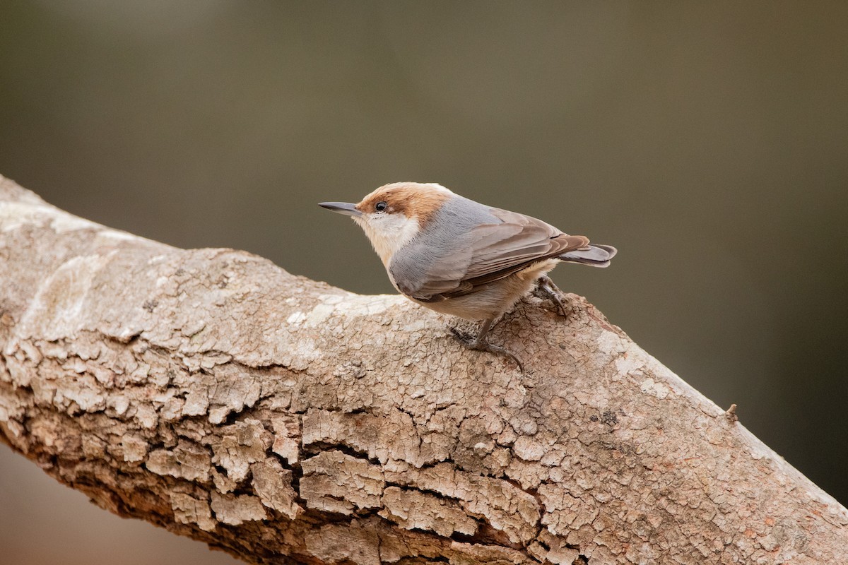 Brown-headed Nuthatch - Will Bennett