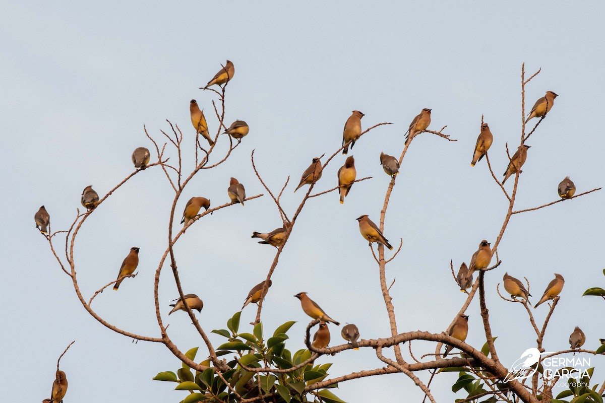 Cedar Waxwing - ML313626031