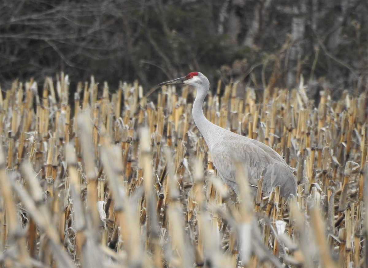 Sandhill Crane - ML313626701