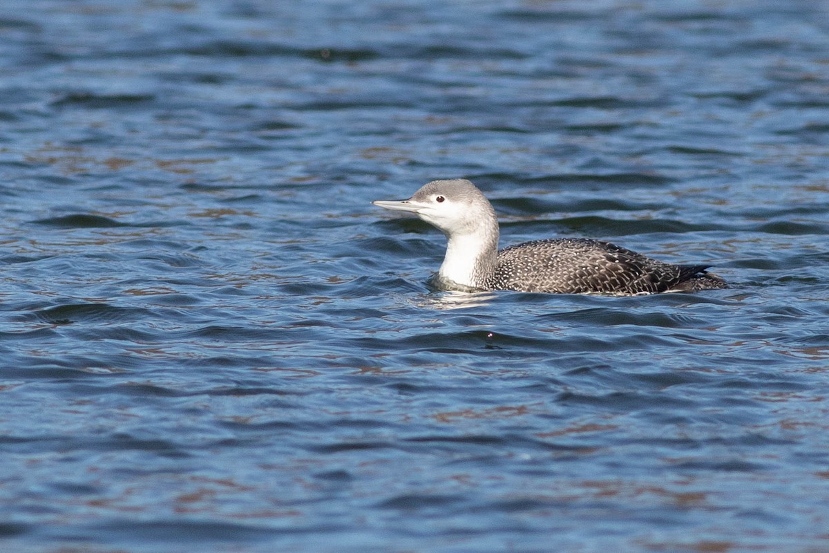 Red-throated Loon - ML313628511
