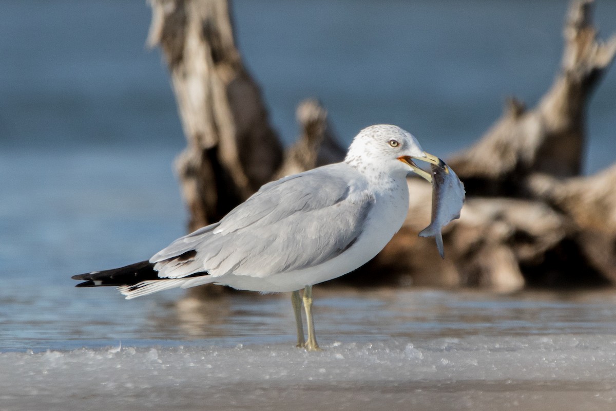 Ring-billed Gull - Arthur Mercado