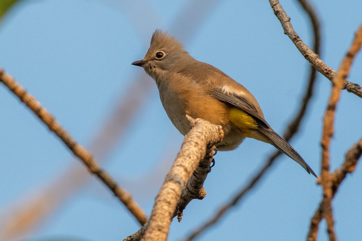 Gray Silky-flycatcher - ML313628901