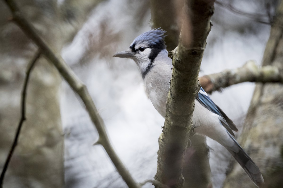 Blue Jay - John Gordon