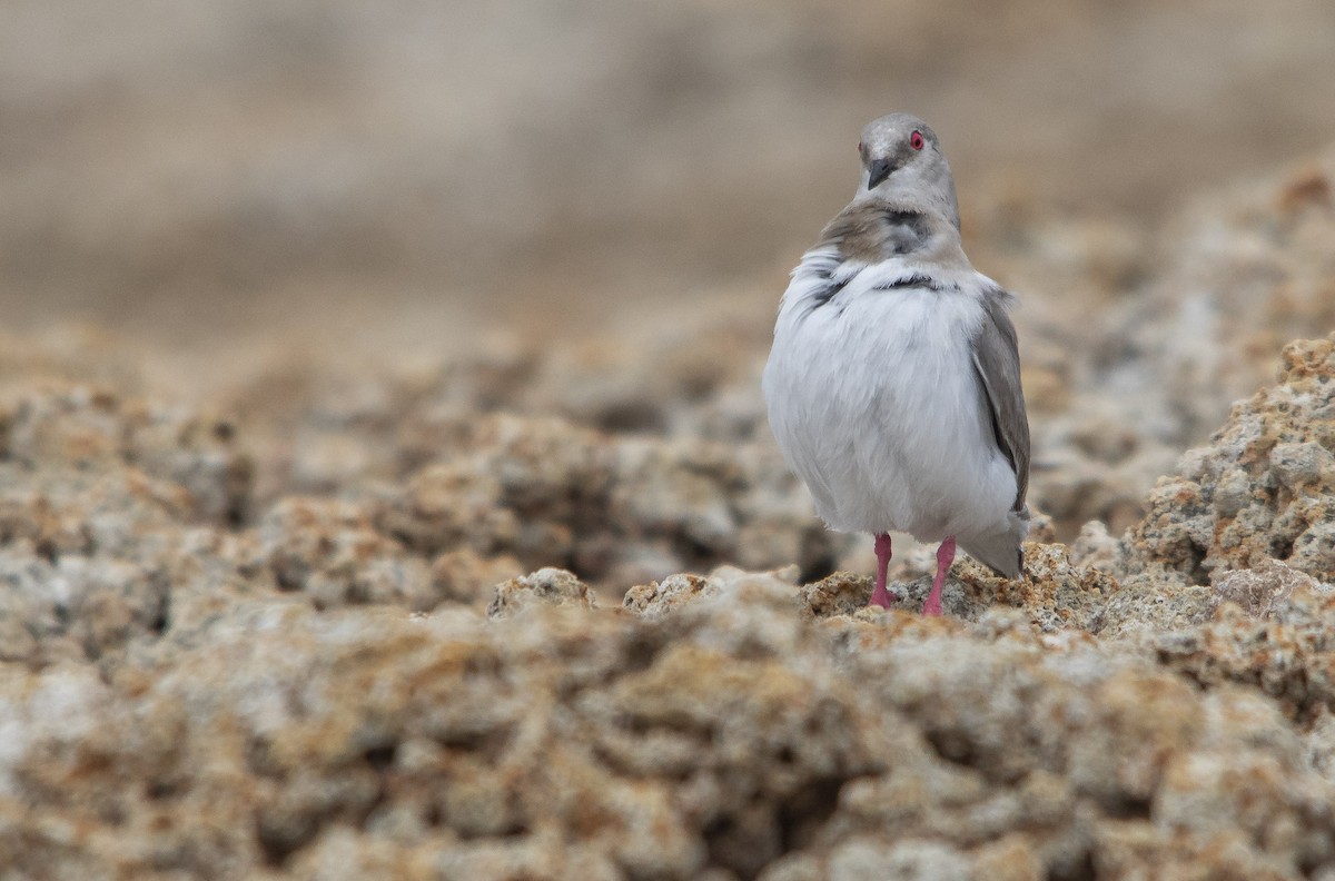 Magellanic Plover - ML313629851