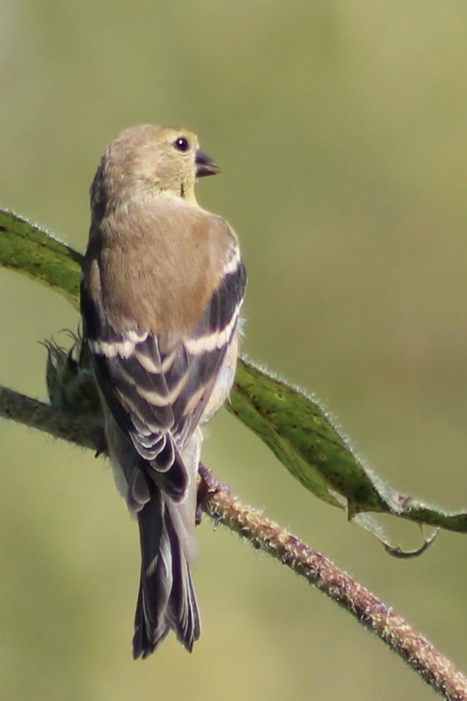 American Goldfinch - ML313630071