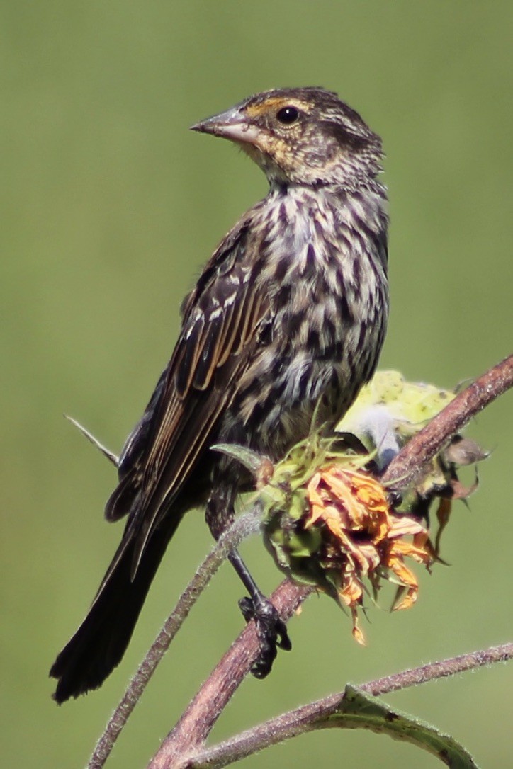 Red-winged Blackbird - ML313630171