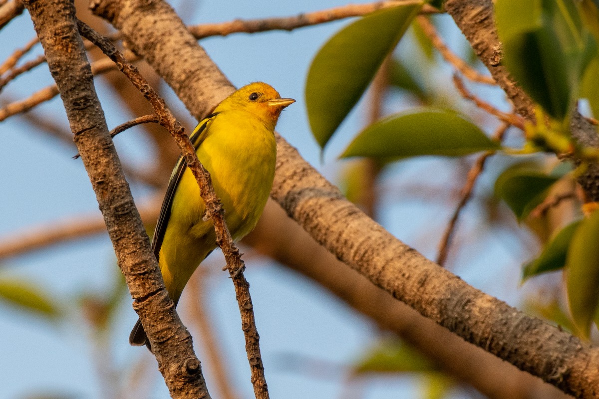 Western Tanager - German Garcia