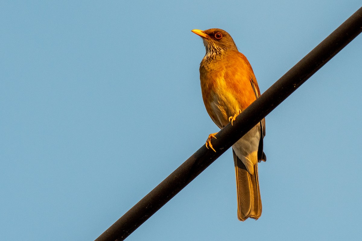 Rufous-backed Robin - German Garcia