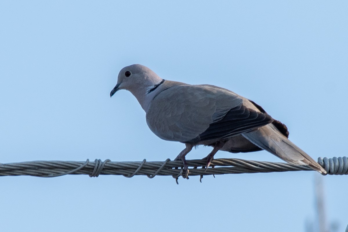 Eurasian Collared-Dove - German Garcia