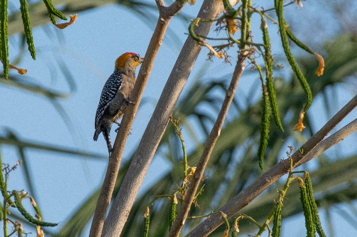 Golden-cheeked Woodpecker - ML313631871