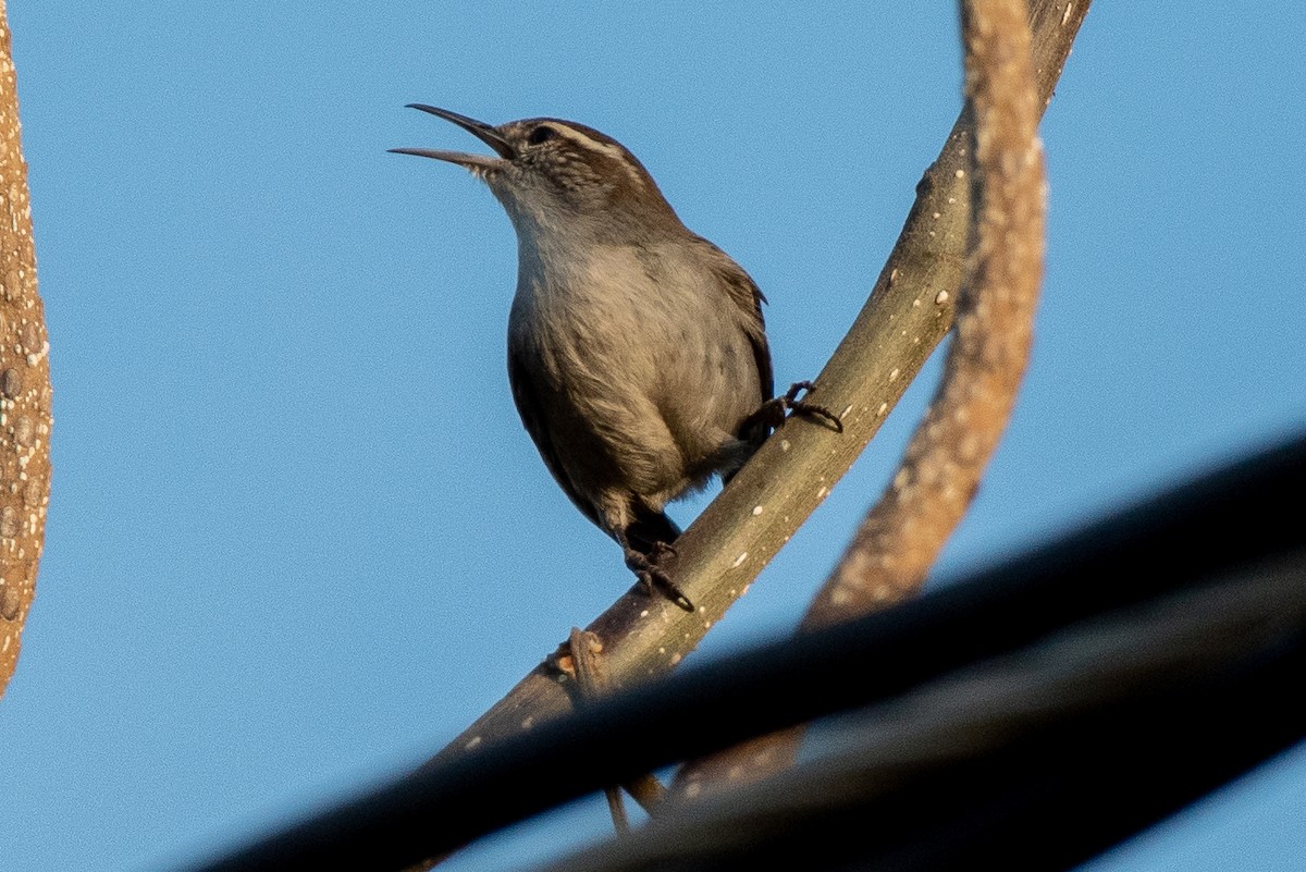 Bewick's Wren - German Garcia