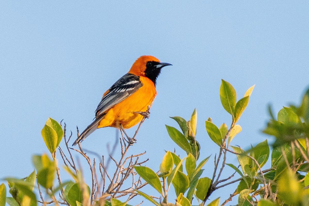 Hooded Oriole - German Garcia