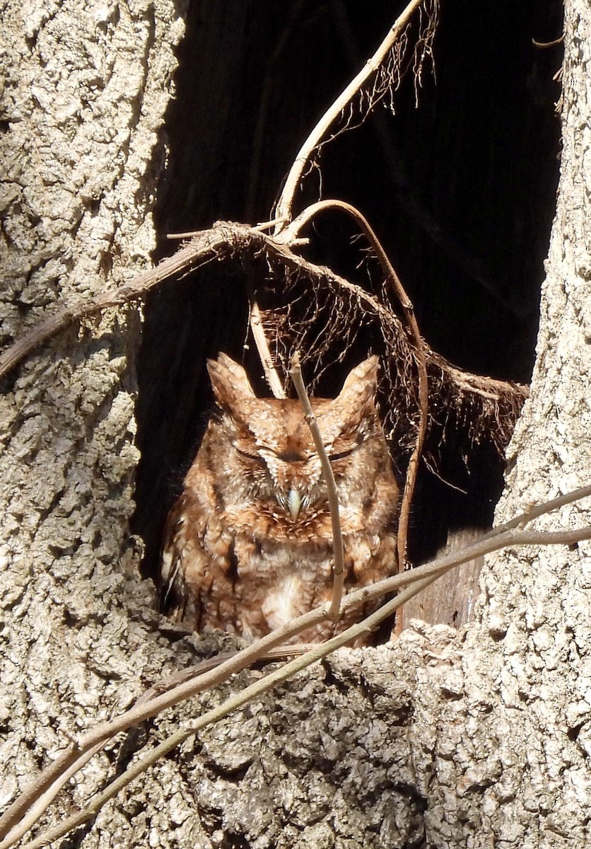 Eastern Screech-Owl - Stacey  Guidry