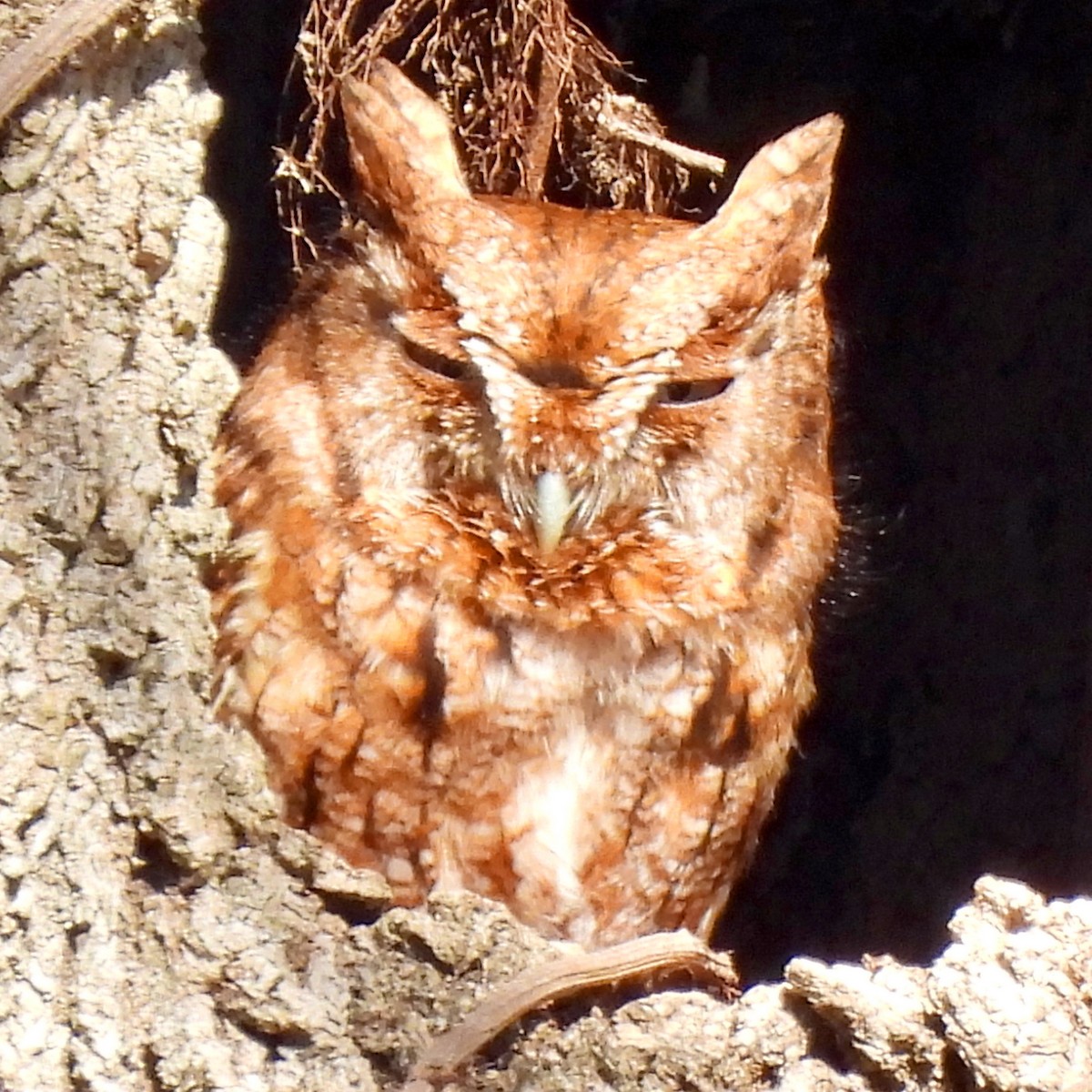 Eastern Screech-Owl - Stacey  Guidry