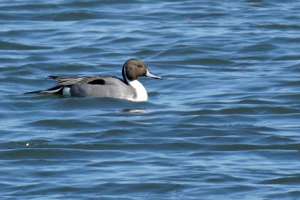 Northern Pintail - ML313637461