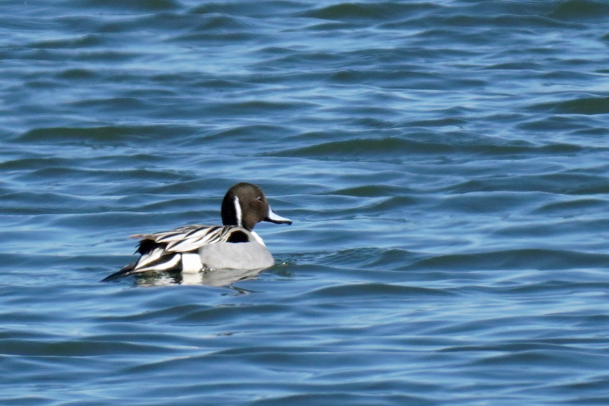 Northern Pintail - Susan Iannucci