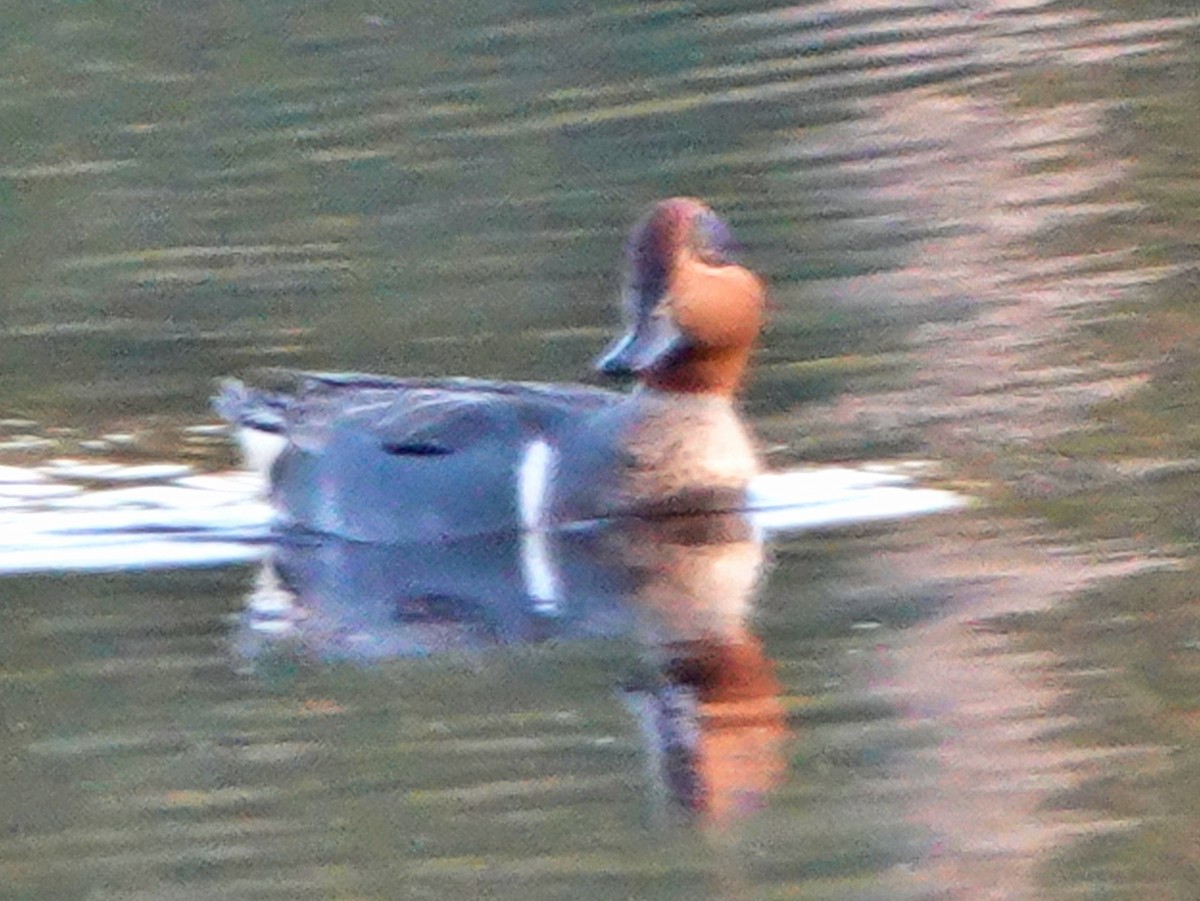 Green-winged Teal - ML313638781