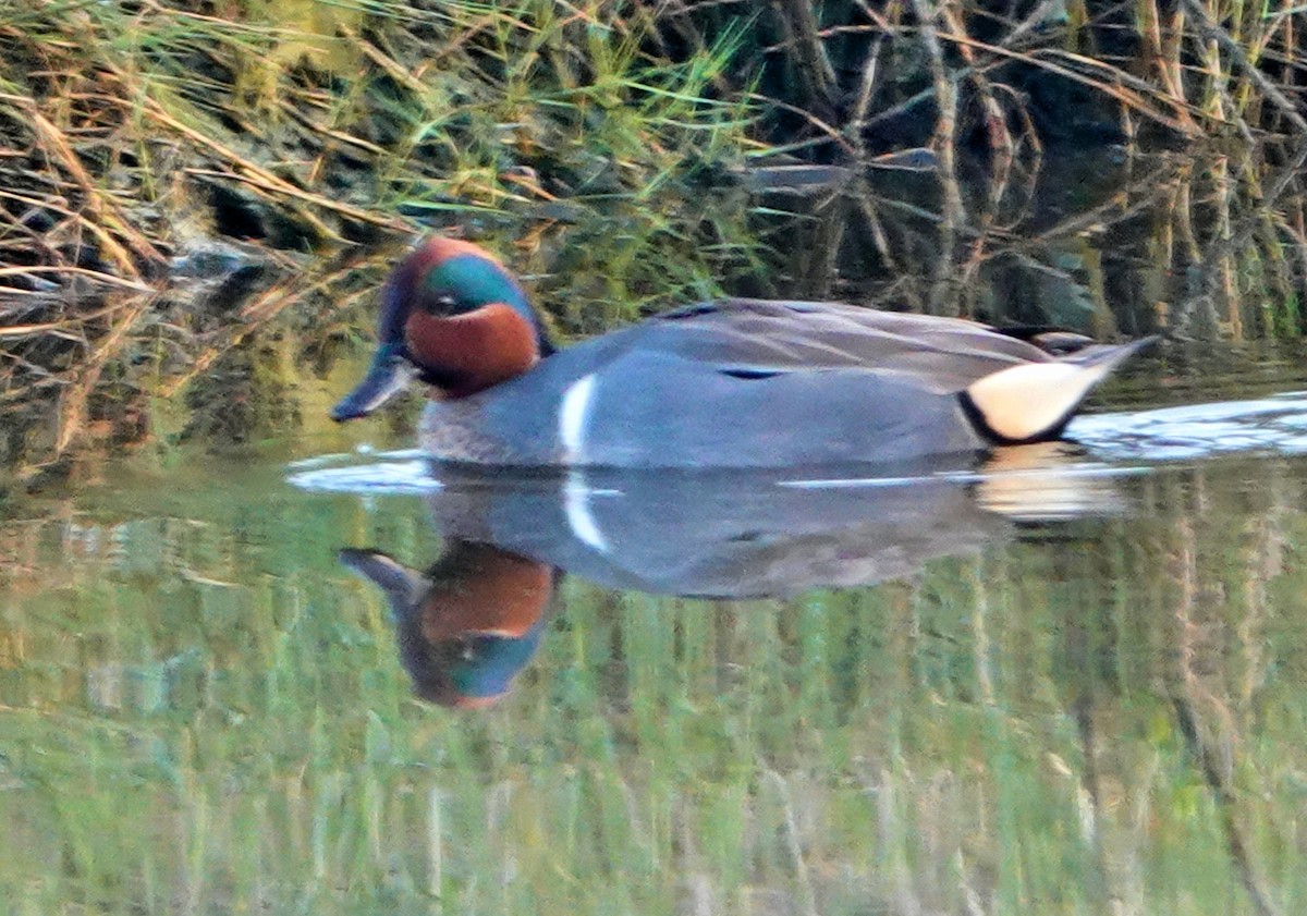 Green-winged Teal - ML313638831