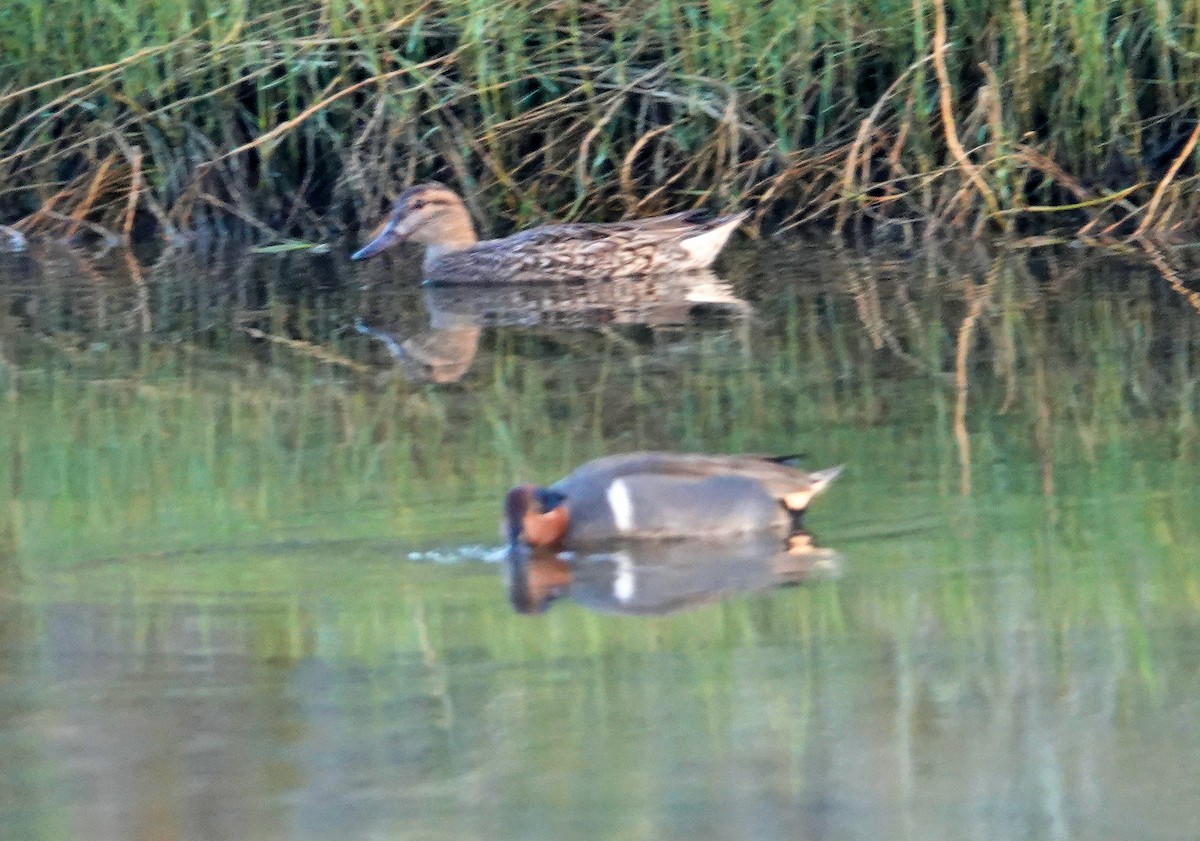 Green-winged Teal - ML313638881