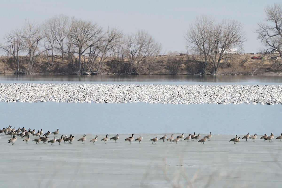 Snow Goose - Joseph Cooney