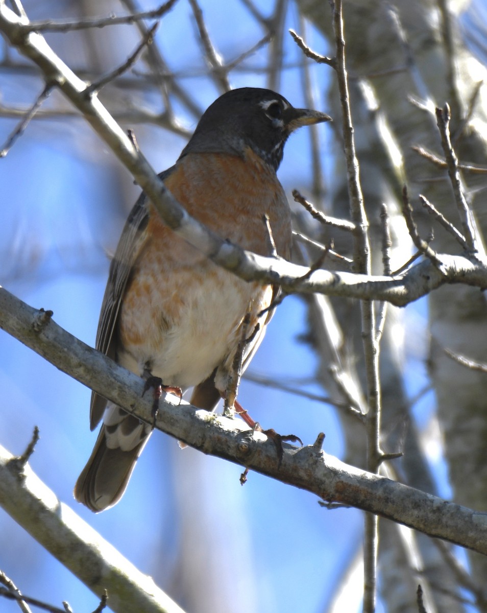 American Robin - ML313639401